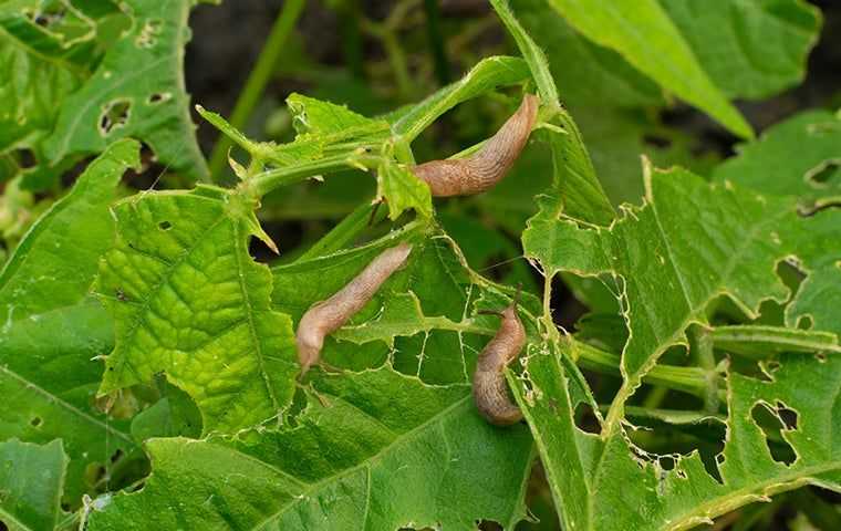 slugs eating a plant