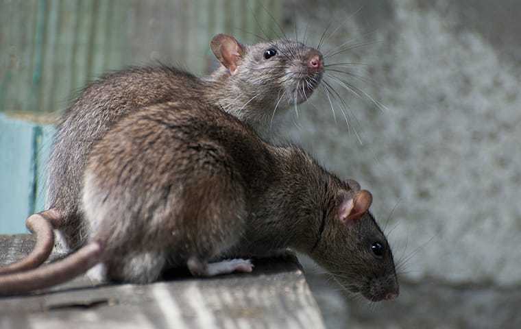 two big rats
