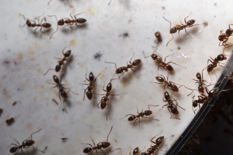 argentine ants