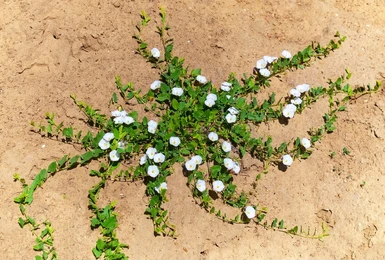 White morning glory