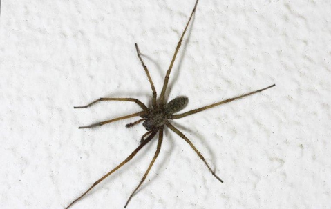 dark colored spider