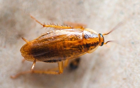 brown cockroach