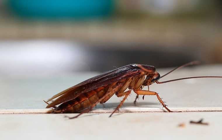 cockroach sitting on kitchen counter